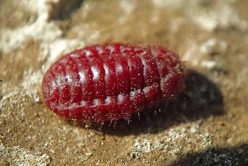 吃虫好瓜特效,瓜果丰收——揭秘“吃虫好瓜”特效的秘密