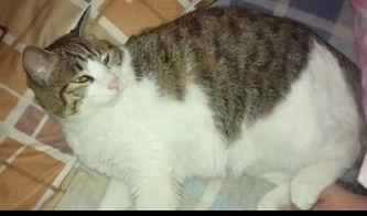 猫咪吃瓜拉稀,揭秘瓜果对猫咪的影响