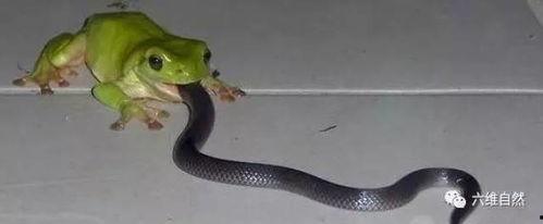 各队吃瓜蛇,揭秘电竞圈的神秘力量