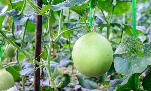 嗓子哑吃牛角瓜,嗓子哑了？试试这道神奇的牛角瓜食疗方！