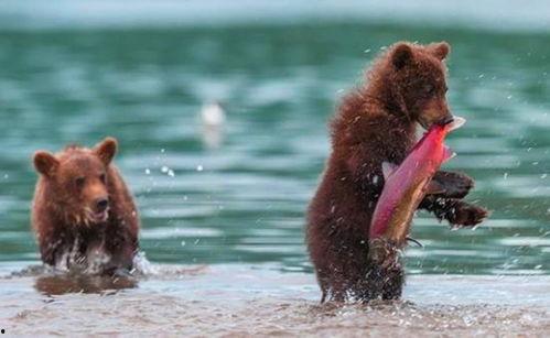 吃瓜小熊折腰视频,揭秘网络红人的魅力与影响力