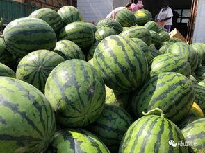 砀山吃瓜打架,一场吃瓜引发的“打架”事件